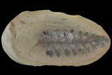 Fossil Fern (Neuropteris) - Illinois #114134-1